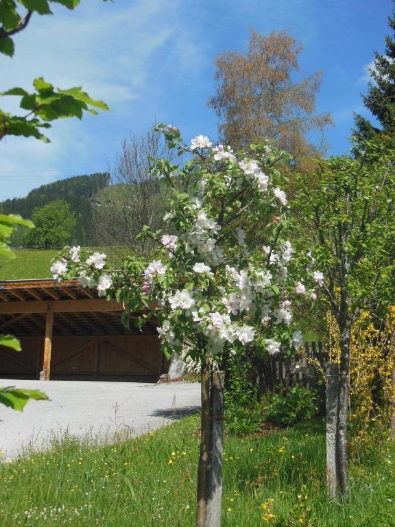 Haus Schönleiten Wagrain Exterior foto